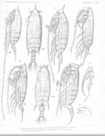 Gaetanus latifrons