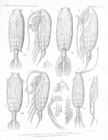 Euchirella messinensis
