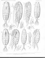 Euchirella intermedia