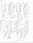 Euchirella curticauda