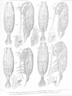 Pseudochirella scopularis