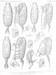 Pseudochirella obesa