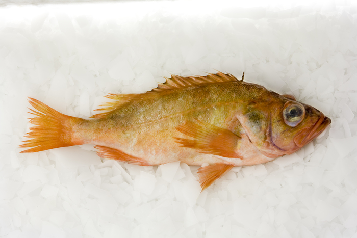 Sebastes marinus (Linnaeus, 1758) Sebastes marinus (Linnaeus, 1758)