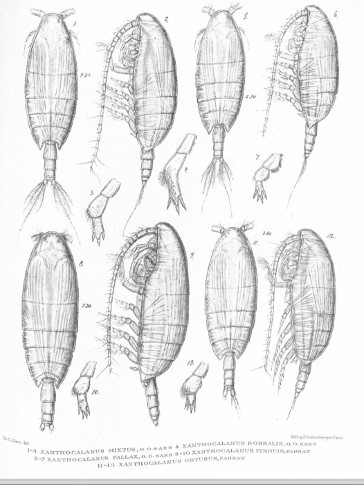 Xanthocalanus fallax