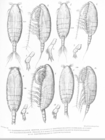 Xanthocalanus obtusus