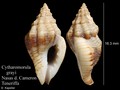 Mollusca (molluscs)