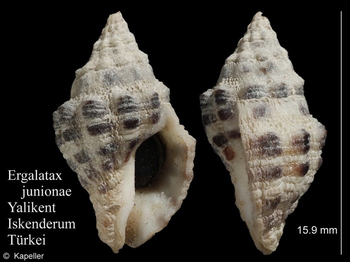 Ergalatax junionae