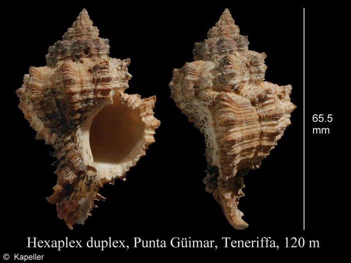 Hexaplex duplex Hexaplex duplex