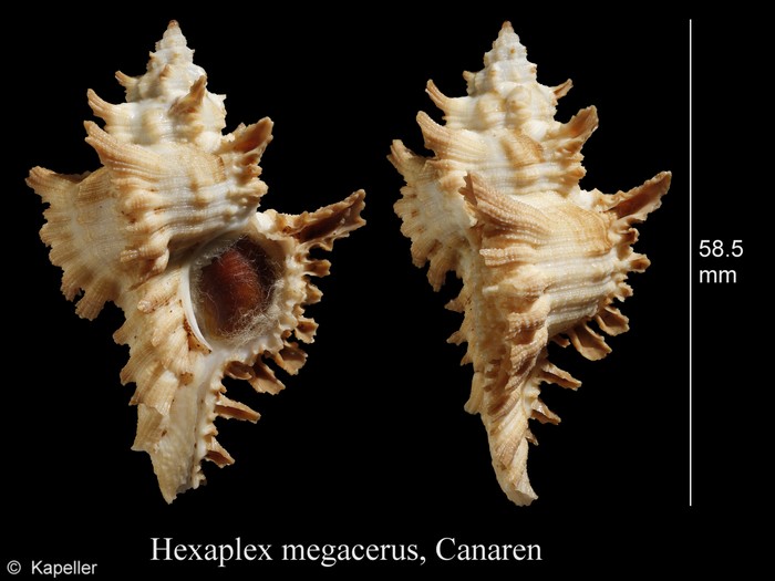 Hexaplex megacerus