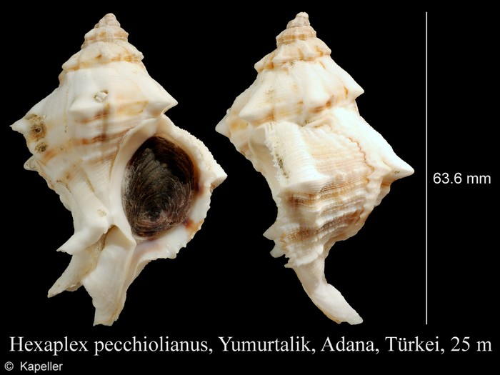 Hexaplex pecchiolianus Hexaplex pecchiolianus