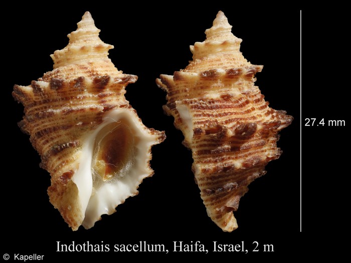 Indothais sacellum Indothais sacellum