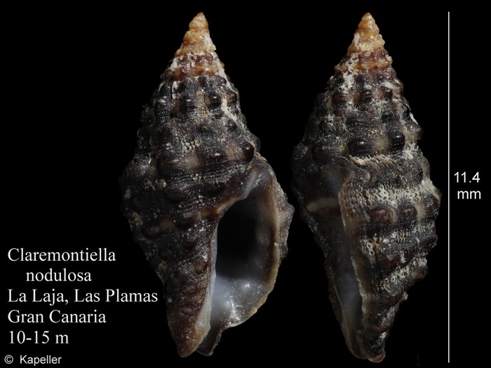 Claremontiella nodulosa
