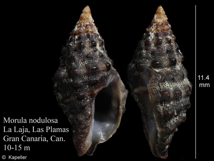 Morula nodulosa