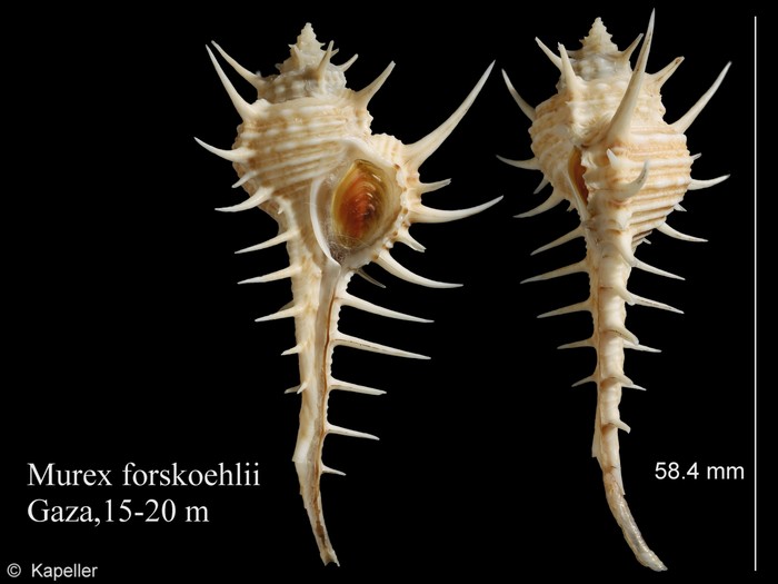 Murex forskoehlii Murex forskoehlii
