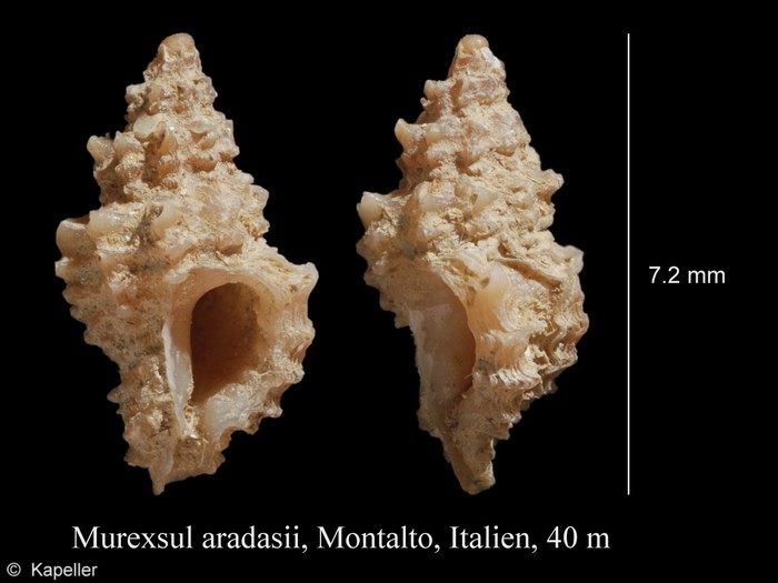 Murexsul aradasii