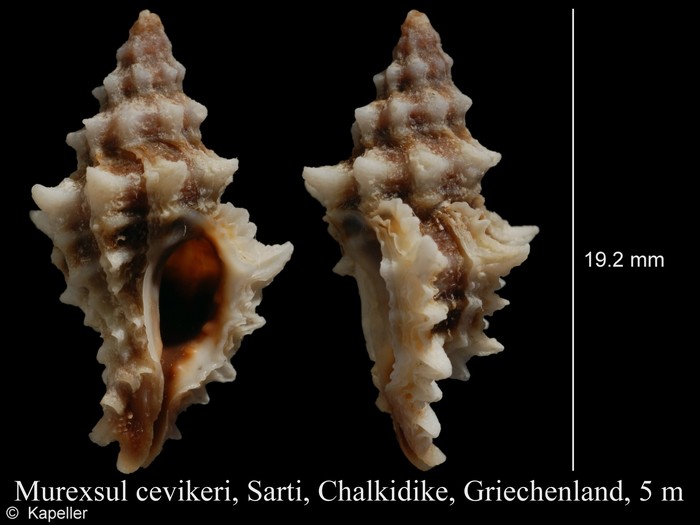 Murexsul cevikeri Murexsul cevikeri