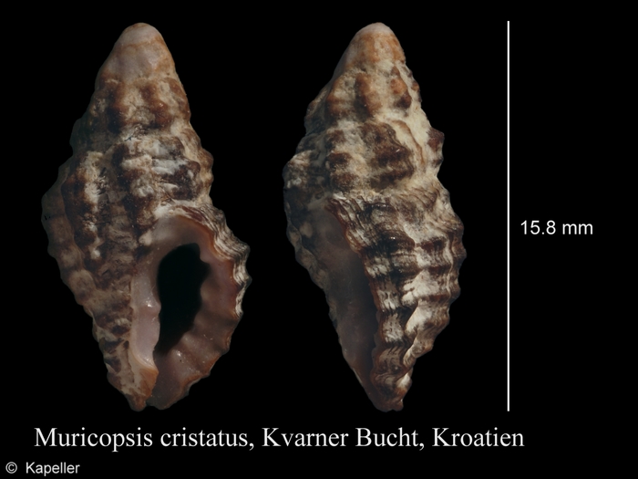 Muricopsis cristata