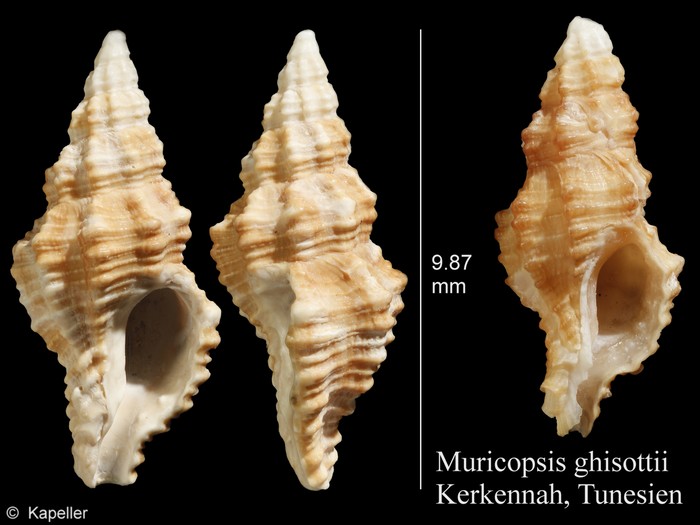 Muricopsis ghisottii Muricopsis ghisottii