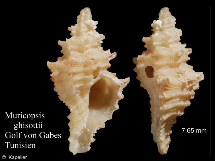 Muricopsis ghisottii Muricopsis ghisottii