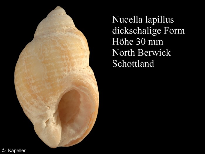 Nucella lapillus