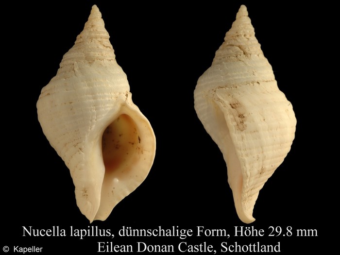 Nucella lapillus