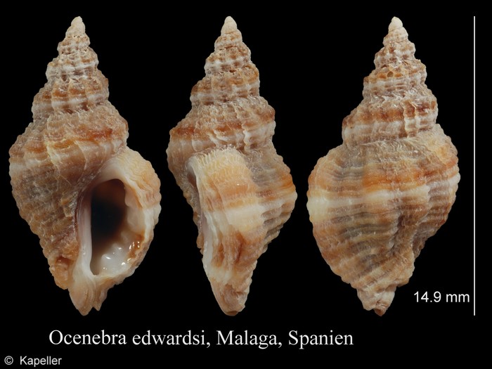 Ocenebra edwardsii Ocenebra edwardsii
