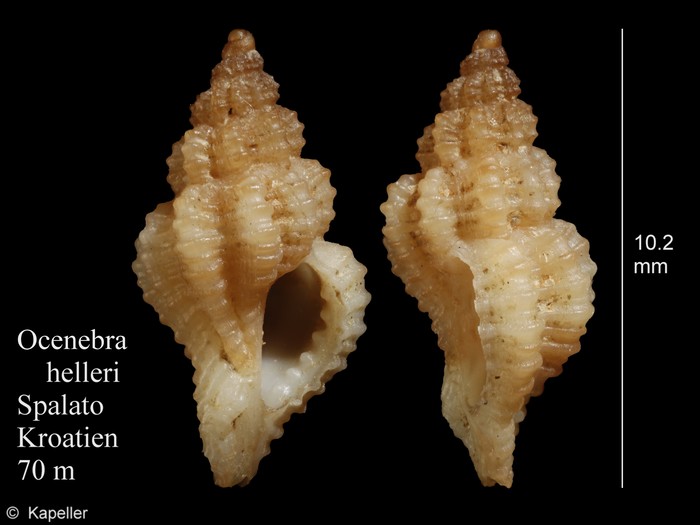 Ocenebra helleri Ocenebra helleri
