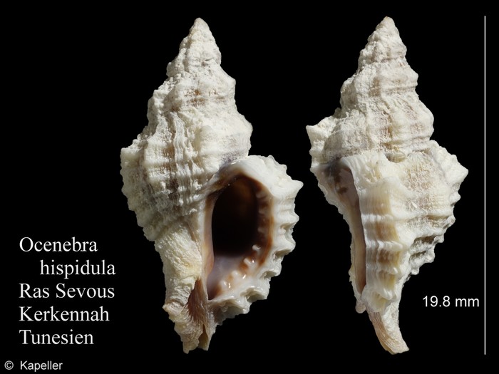 Ocenebra hispidula