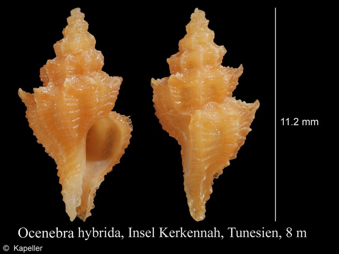 Ocenebra hybrida Ocenebra hybrida
