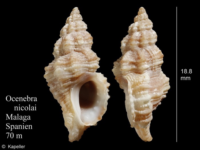 Ocenebra nicolai Ocenebra nicolai