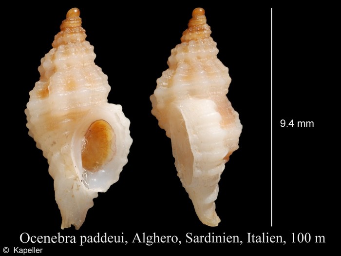 Ocenebra paddeui Ocenebra paddeui