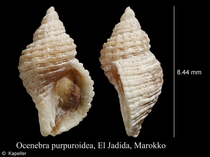 Ocenebra purpuroidea Ocenebra purpuroidea