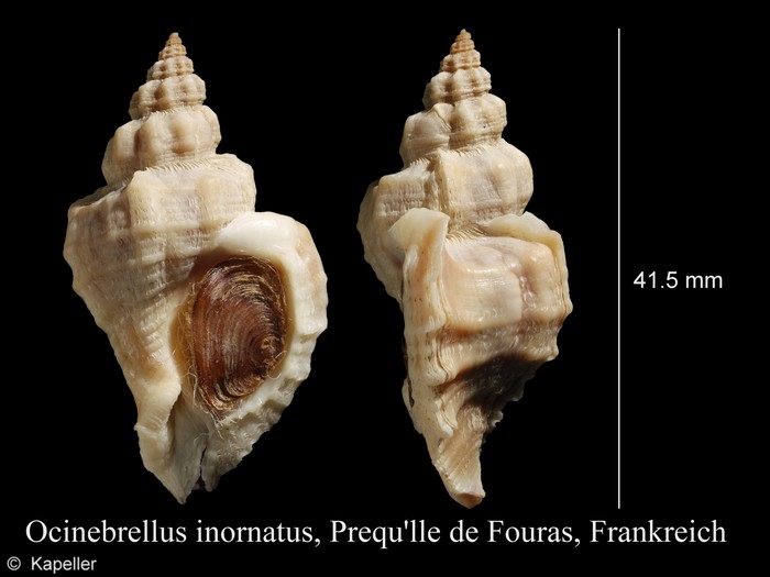 Ocinebrellus inornatus Ocinebrellus inornatus