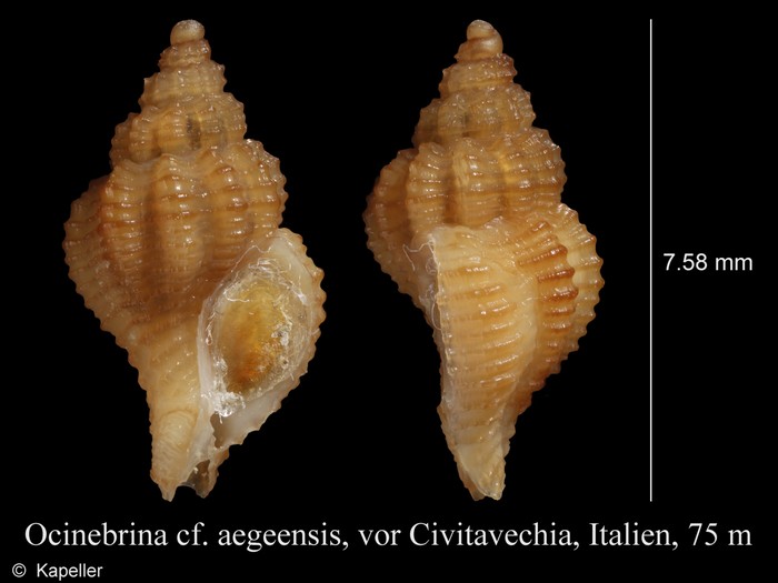 Ocinebrina aegeensis