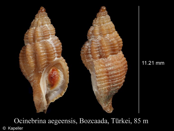 Ocinebrina aegeensis