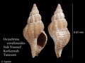 Mollusca (molluscs)