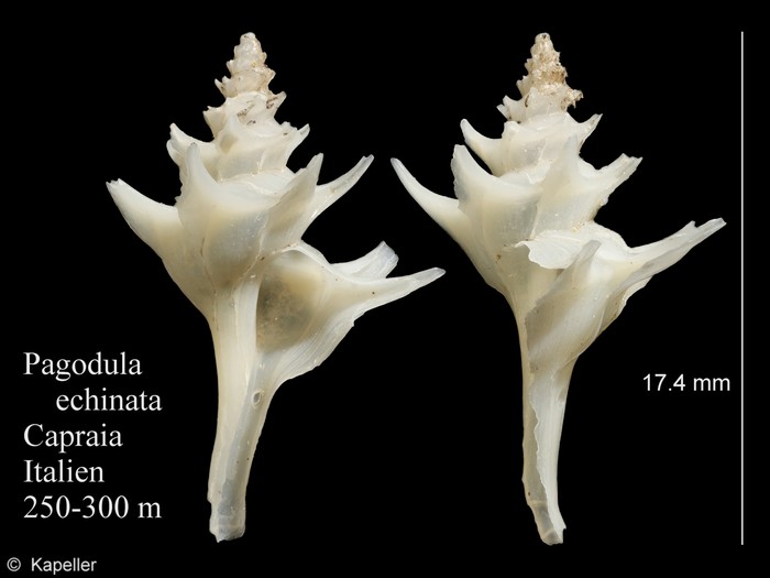 Pagodula echinata