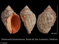 Mollusca (molluscs)