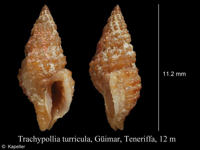 Trachypollia turricula