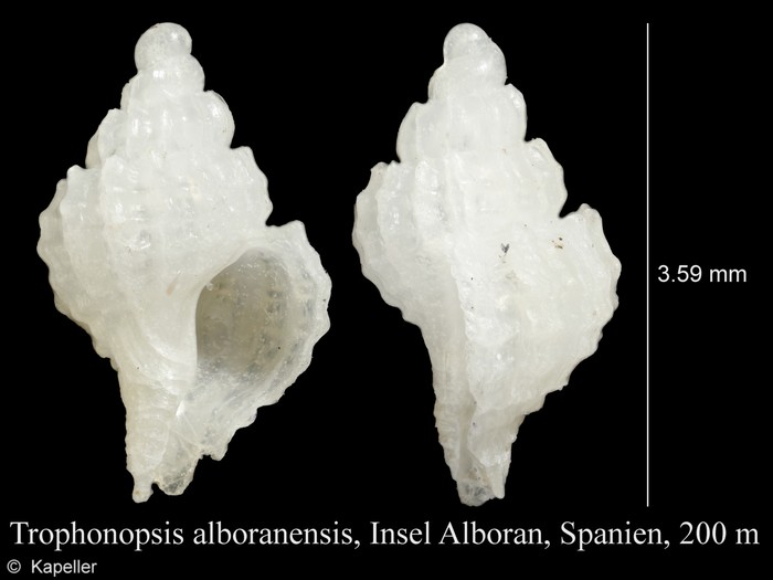 Trophonopsis alboranensis Trophonopsis alboranensis