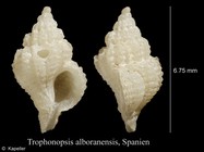 Trophonopsis alboranensis
