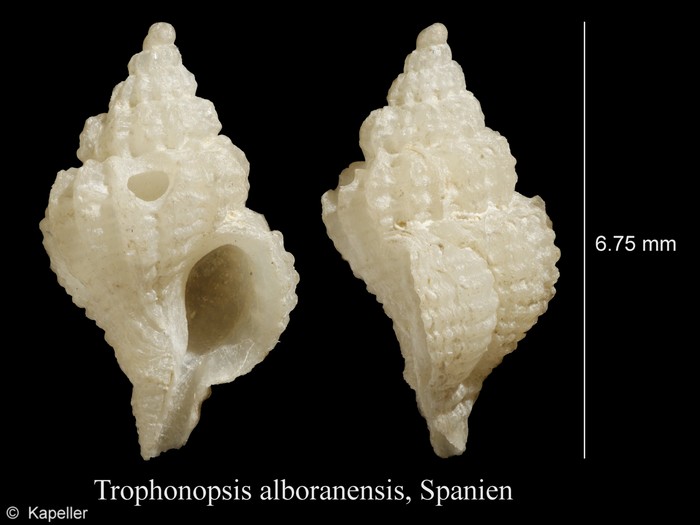 Trophonopsis alboranensis Trophonopsis alboranensis