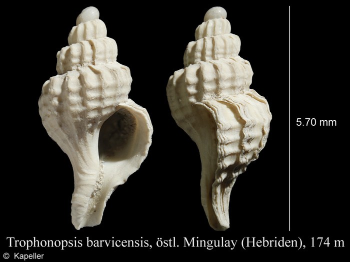 Trophonopsis barvicensis Trophonopsis barvicensis