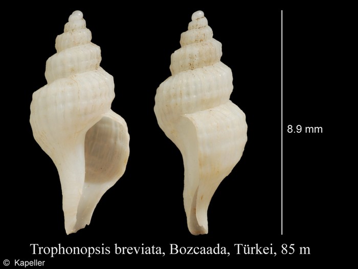Trophonopsis breviata Trophonopsis breviata