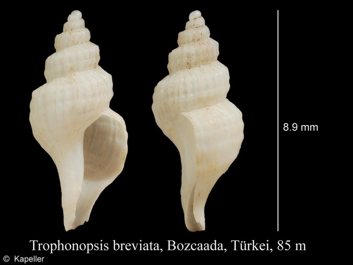 Trophonopsis breviata