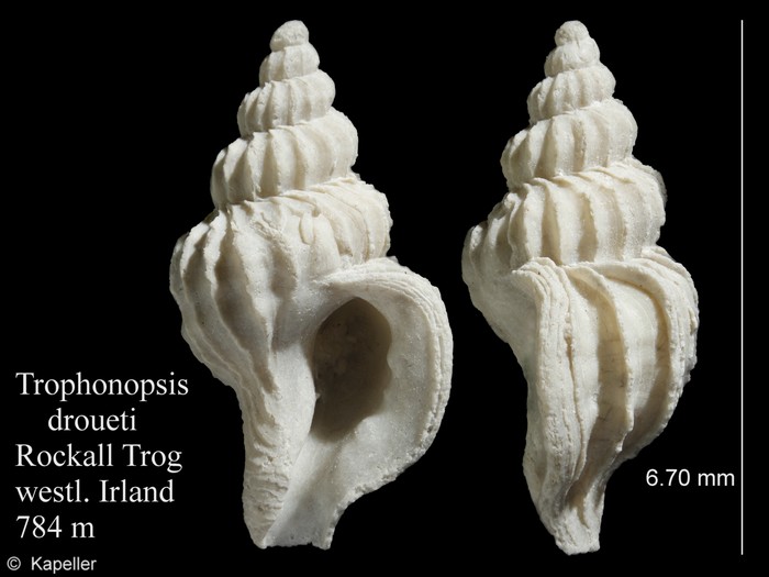 Trophonopsis droueti Trophonopsis droueti