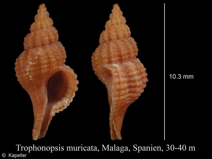 Trophonopsis muricata