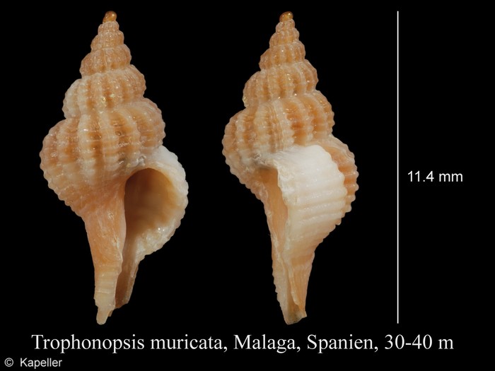 Trophonopsis muricata