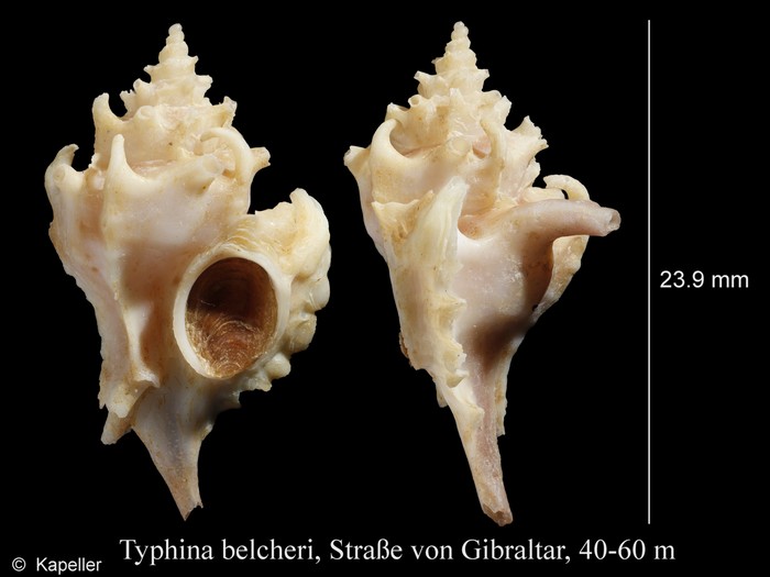 Typhina belcheri Typhina belcheri