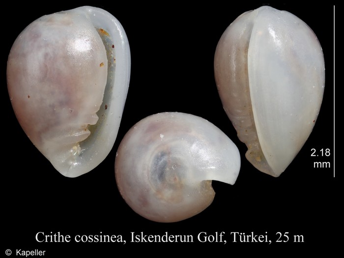 Crithe cossinea Crithe cossinea